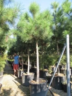 Oostenrijkse Den Als Boom (Pinus Nigra Nigra) -Garden Plants Series Store pinus nigra nigra 20 25 2