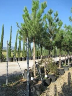 Oostenrijkse Den Als Boom (Pinus Nigra Nigra) -Garden Plants Series Store pinus nigra nigra 20 25 3 1