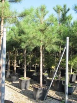 Oostenrijkse Den Als Boom (Pinus Nigra Nigra) -Garden Plants Series Store pinus nigra nigra 20 25 4 1