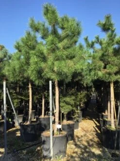 Oostenrijkse Den Als Boom (Pinus Nigra Nigra) -Garden Plants Series Store pinus nigra nigra 2025