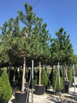 Oostenrijkse Den Als Boom (Pinus Nigra Nigra) -Garden Plants Series Store pinus nigra nigra 30 35 1