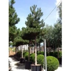 Oostenrijkse Den Als Boom (Pinus Nigra Nigra) -Garden Plants Series Store pinus nigra nigra 30 35 1 1