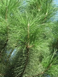 Oostenrijkse Den Als Boom (Pinus Nigra Nigra) -Garden Plants Series Store pinus nigra nigra 3