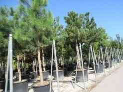Oostenrijkse Den Als Boom (Pinus Nigra Nigra) -Garden Plants Series Store pinus nigra nigra 4 1