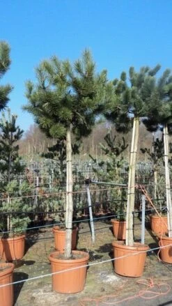 Oostenrijkse Den Als Boom (Pinus Nigra Nigra) -Garden Plants Series Store pinus nigra nigra stamboom 250 300 1