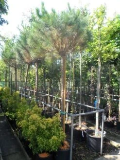 Parasolden Op Stam (Pinus Pinea) -Garden Plants Series Store pinus pinea 16 18ho cont. 1