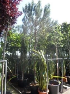 Parasolden Op Stam (Pinus Pinea) -Garden Plants Series Store pinus pinea 20 25 ho cont