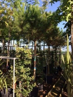 Parasolden Op Stam (Pinus Pinea) -Garden Plants Series Store pinus pinea 2025cm stam 200cm