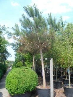 Parasolden Op Stam (Pinus Pinea) -Garden Plants Series Store pinus pinea 30 40ho c350