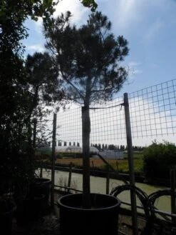 Parasolden Op Stam (Pinus Pinea) -Garden Plants Series Store pinus pinea 35 40 ho c750