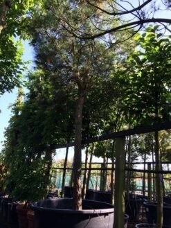 Parasolden Op Stam (Pinus Pinea) -Garden Plants Series Store pinus pinea 3540cm c750 250cm stam