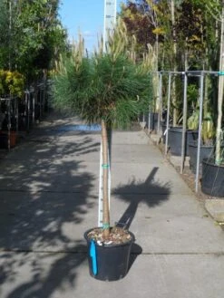 Parasolden Op Stam (Pinus Pinea) -Garden Plants Series Store pinus pinea halfstam c30