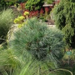 Bergden (Pinus Strobus 'Radiata') 9 Bergden (Pinus Strobus 'Radiata') -Garden Plants Series Store pinus strobus radiata