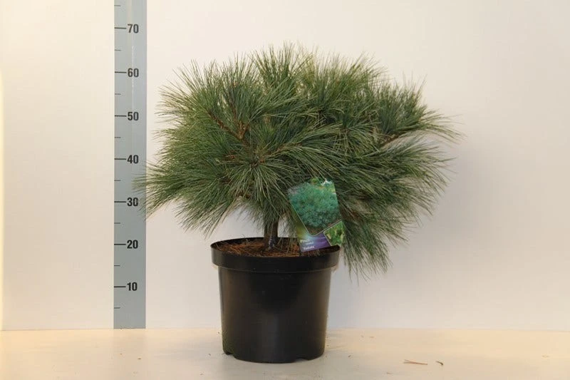 Bergden (Pinus Strobus 'Radiata') 4 Bergden (Pinus Strobus 'Radiata') - Image 2