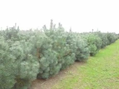Grove Den, Solitair (Pinus Sylvestris) -Garden Plants Series Store pinus sylvestris