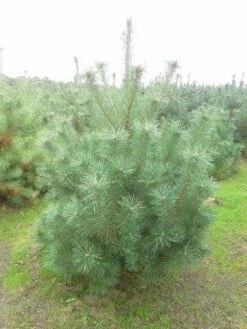 Grove Den, Solitair (Pinus Sylvestris) -Garden Plants Series Store pinus sylvestris 175 200