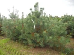 Grove Den, Solitair (Pinus Sylvestris) -Garden Plants Series Store pinus sylvestris 250 300