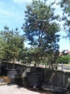 Grove Den, Solitair (Pinus Sylvestris) -Garden Plants Series Store pinus sylvestris 350 400 450 c1000