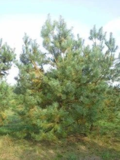 Grove Den, Solitair (Pinus Sylvestris) -Garden Plants Series Store pinus sylvestris 400