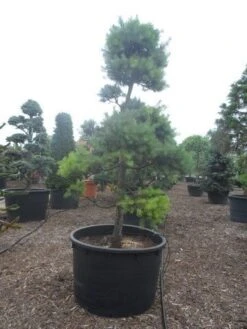 Grove Den Als Bonsai (Pinus Sylvestris) -Garden Plants Series Store pinus sylvestris bonsai c1000