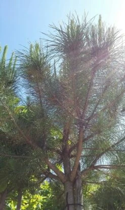 Parasolden (Pinus Pinea) -Garden Plants Series Store pinuspinea01