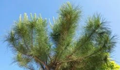 Parasolden (Pinus Pinea) -Garden Plants Series Store pinuspinea02 1