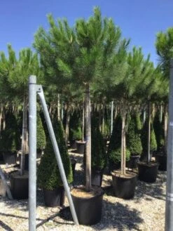 Parasolden (Pinus Pinea) -Garden Plants Series Store pinuspinea18 20cm01