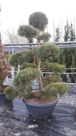 Grove Den Als Bonsai (Pinus Sylvestris) -Garden Plants Series Store pinussylvestrisbonsai01