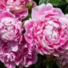 Pioenroos (Paeonia Dr. 'Alexander Fleming') -Garden Plants Series Store pioenroos