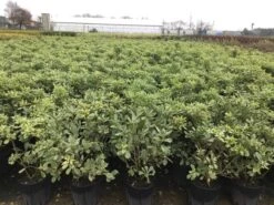 Australische Laurier (Pittosporum Tobira 'Variegatum') -Garden Plants Series Store pit