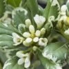 Australische Laurier (Pittosporum Tobira 'Variegatum') -Garden Plants Series Store pittosporum tobira variegatum