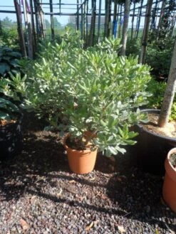 Australische Laurier (Pittosporum Tobira 'Variegatum') -Garden Plants Series Store pittosporum tobira variegatum c10