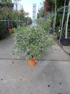 Australische Laurier (Pittosporum Tobira 'Variegatum') -Garden Plants Series Store pittosporum tobira variegatum c10