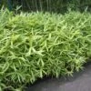 Bamboe (Pleioblastus Pumilus) -Garden Plants Series Store pleioblastus pumilus 1