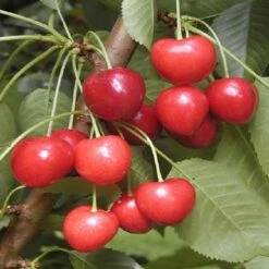 Kersenboom (Prunus Avium 'Kordia')