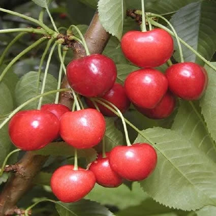 Kersenboom (Prunus Avium 'Kordia') 3 Kersenboom (Prunus Avium 'Kordia')