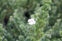 Garden Plants Series Store -Garden Plants Series Store prostanthera cuneata 3