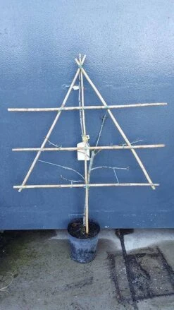 New Arrival -Garden Plants Series Store pruim lei 1 15