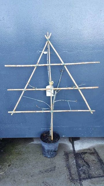 Lei-Pruim (Prunus Domestica 'Hauszwetsche') 5 Lei-Pruim (Prunus Domestica 'Hauszwetsche') - Image 3