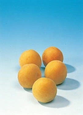 Pruimenboom (Prunus Domestica 'Mirabelle De Nancy') 5 Pruimenboom (Prunus Domestica 'Mirabelle De Nancy') - Image 3