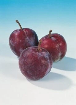 Pruimenboom (Prunus Domestica 'Opal') -Garden Plants Series Store pruim opal 1