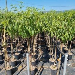 Perzik Als Halfstam (Prunus Persica 'Fayette') -Garden Plants Series Store prunus armeniaca antonio errani 1 1 1