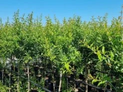 Abrikoos Als Halfstam (Prunus Armeniaca 'Antonio Errani') -Garden Plants Series Store prunus armeniaca antonio errani 3 1