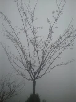 Japanse Sierkers (Prunus Subhirtella 'Autumnalis') -Garden Plants Series Store prunus autumnalis 1