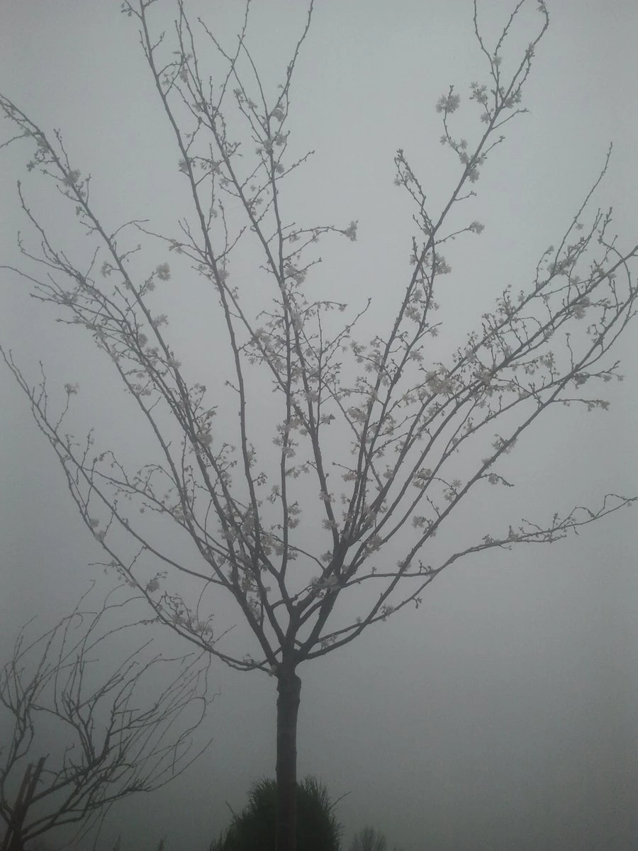 Japanse Sierkers (Prunus Subhirtella 'Autumnalis') 5 Japanse Sierkers (Prunus Subhirtella 'Autumnalis') - Image 3