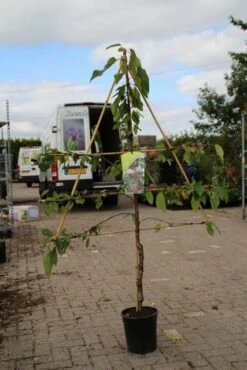 Lei-kers (Prunus Avium 'Hedelfinger Riesenkirsche') -Garden Plants Series Store prunus avium hedelfinger riesenkirschen