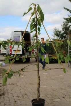 Lei-kers (Prunus Avium 'Hedelfinger Riesenkirsche') -Garden Plants Series Store prunus avium hedelfinger riesenkirschen 2