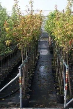 Kersenboom (Prunus Avium 'Viola') -Garden Plants Series Store prunus avium stam 1