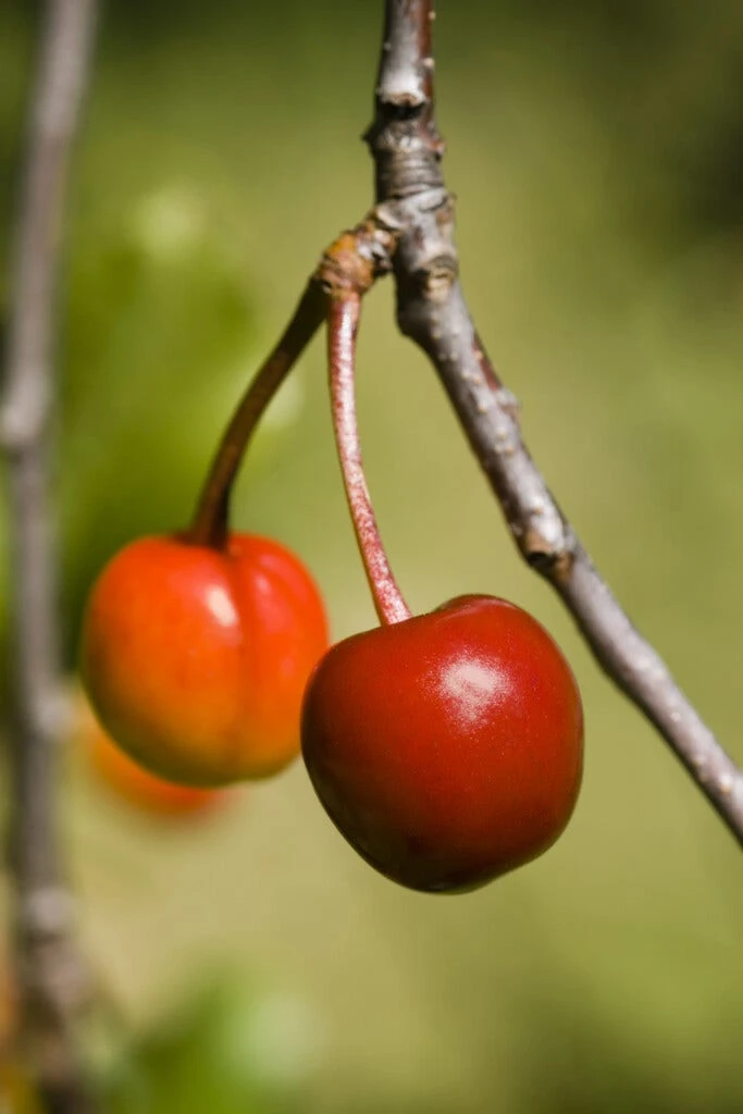 Morel (Prunus Cerasus 'Kelleris Nr. 16') 3 Morel (Prunus Cerasus 'Kelleris Nr. 16')