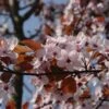 Rode Kerspruim Als Boom (Prunus Cistena) -Garden Plants Series Store prunus cestina